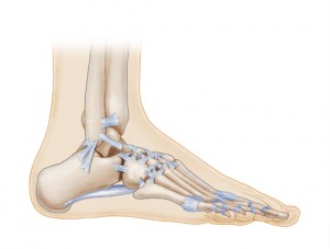 ankle ligaments