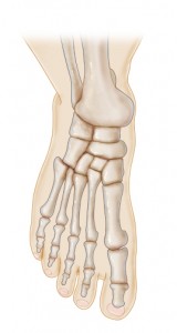 metatarsal bones